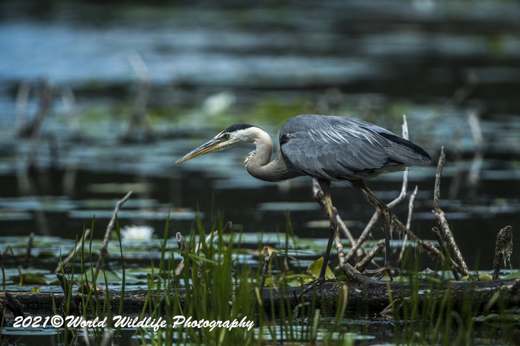 blueheron