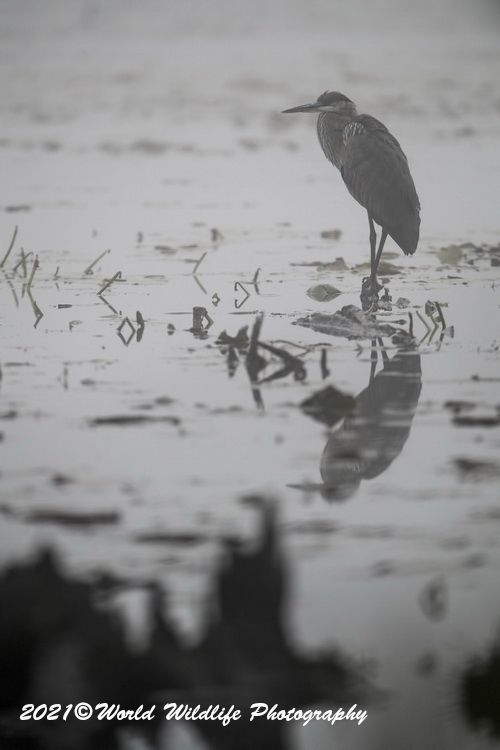 blueheron