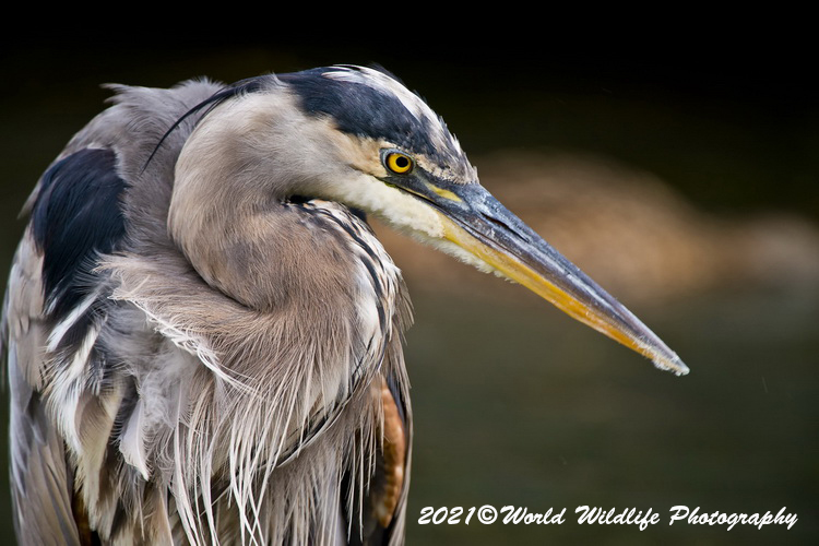 blueheron