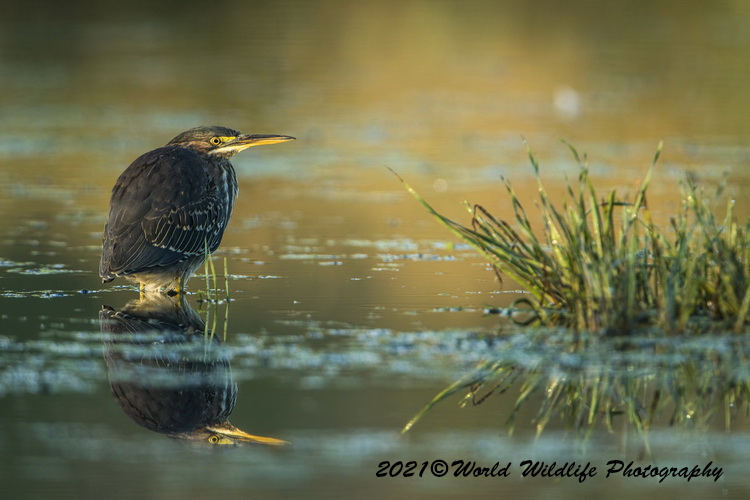 greenheron