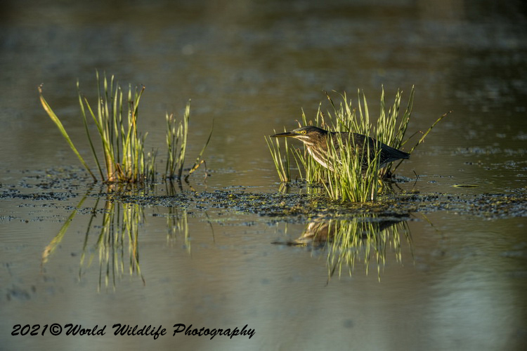 greenheron