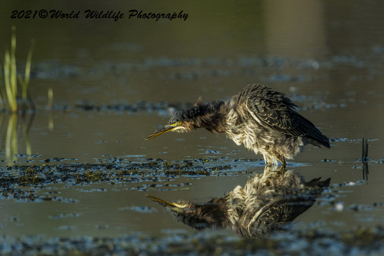 greenheron