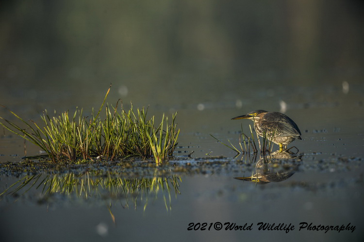 greenheron