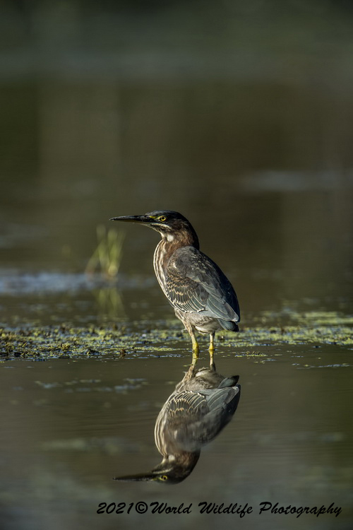 greenheron