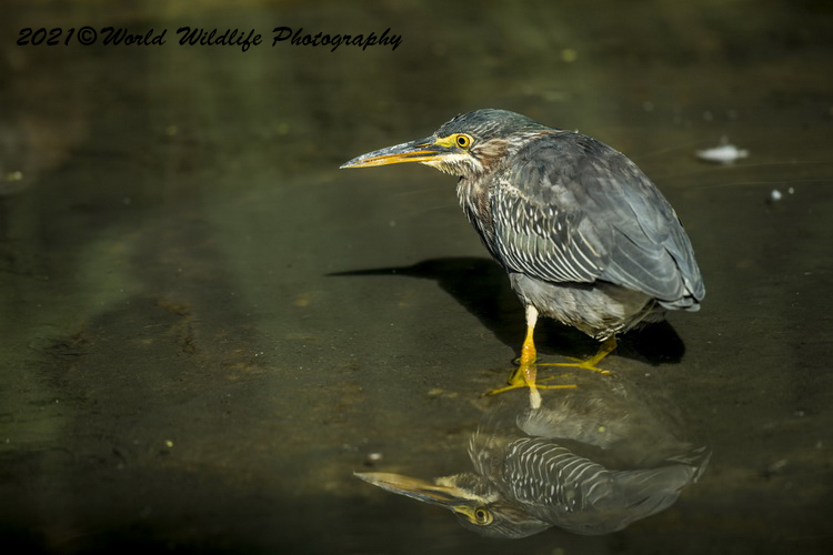 greenheron