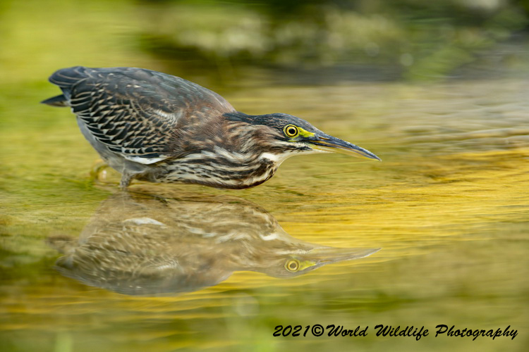 greenheron
