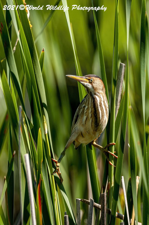 leastbittern