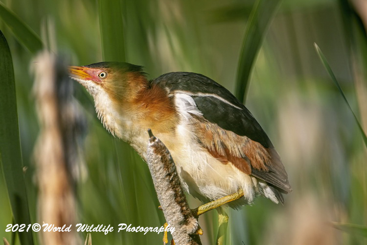 leastbittern