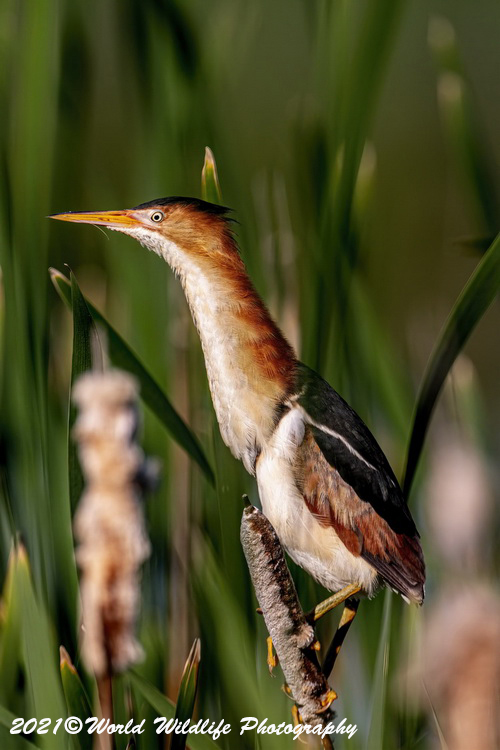 leastbittern