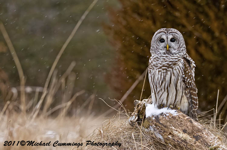 owls
