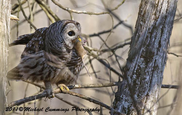 owls