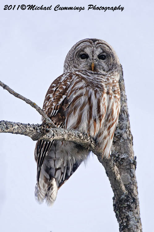 owls