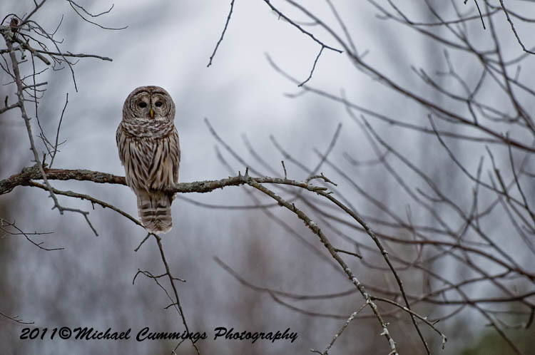 owls