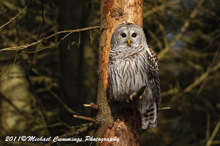 owls