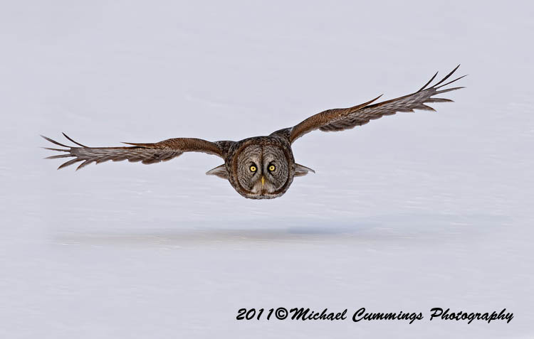 owls
