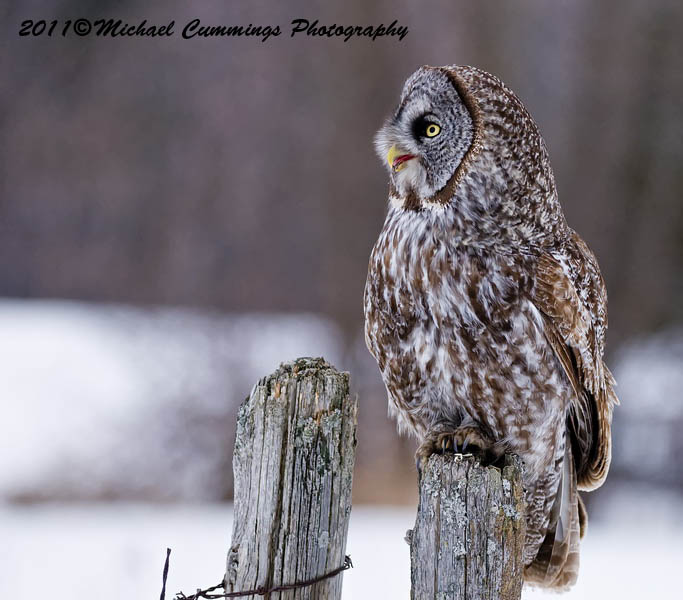 owls