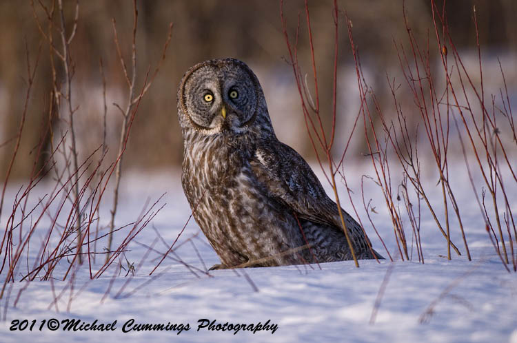 owls