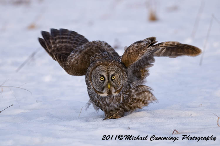 owls