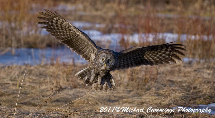 owls