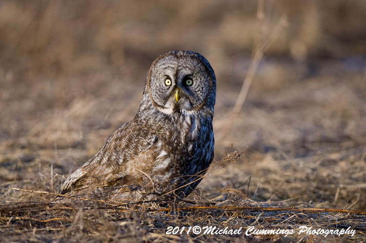 owls