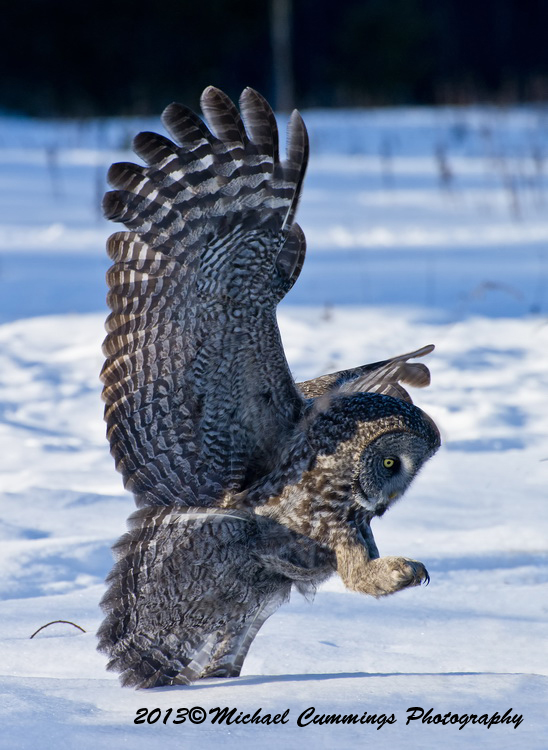 owls