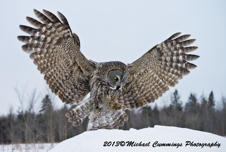 owls