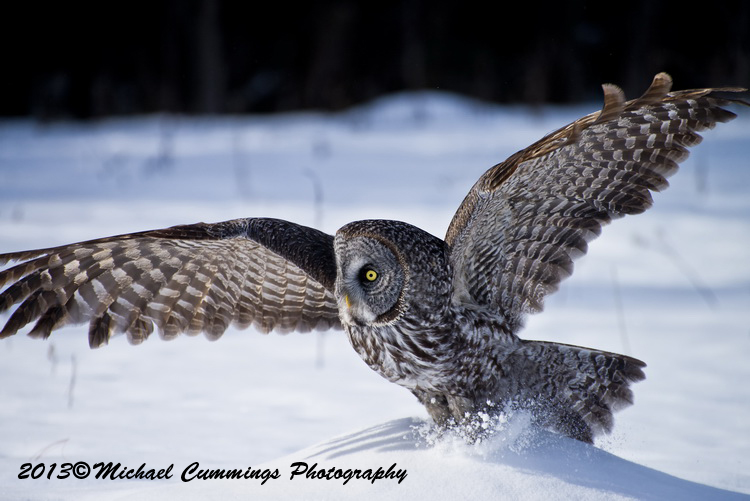 owls