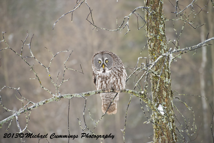 owls