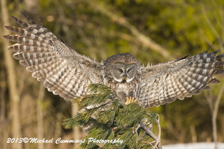 owls