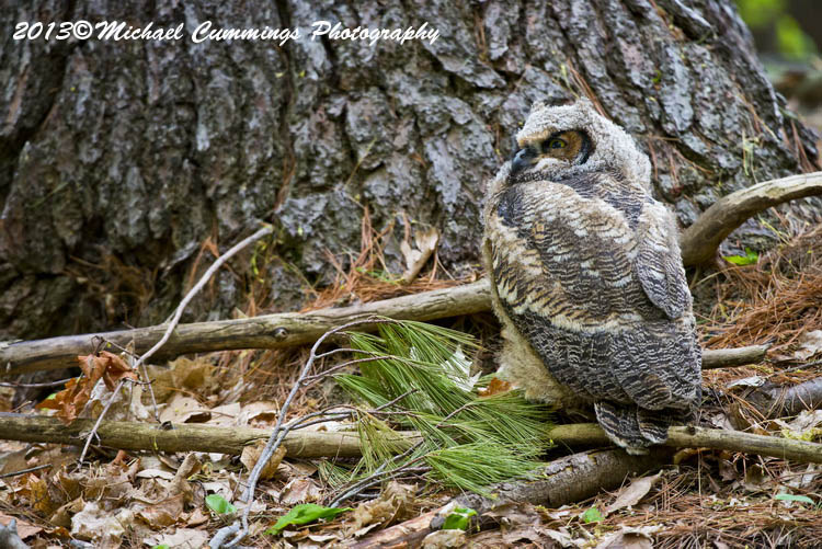 owls