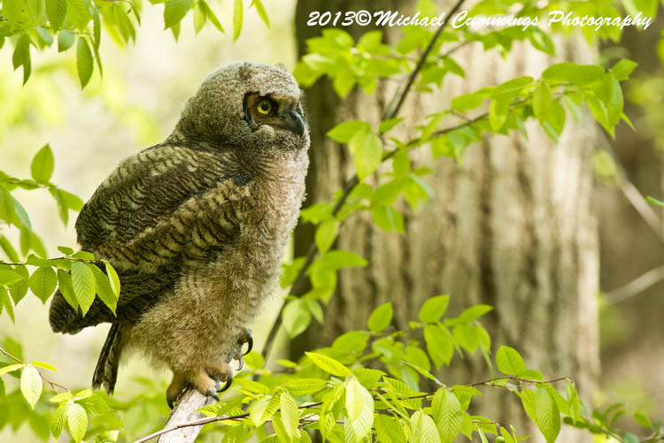 owls