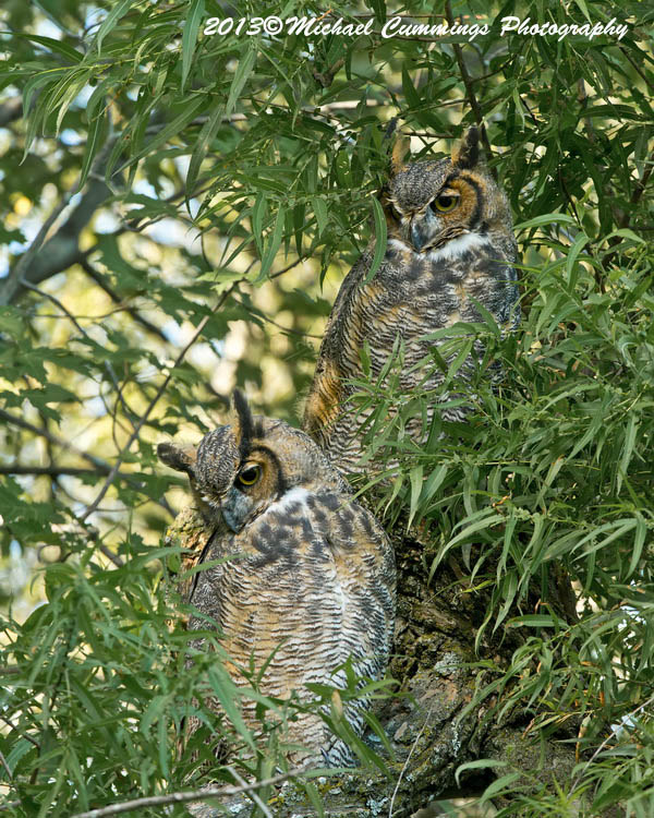 owls