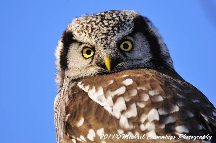 owls