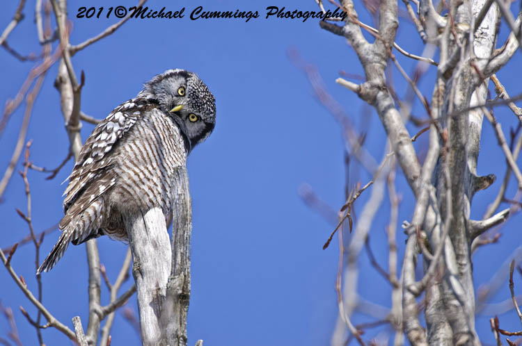 owls