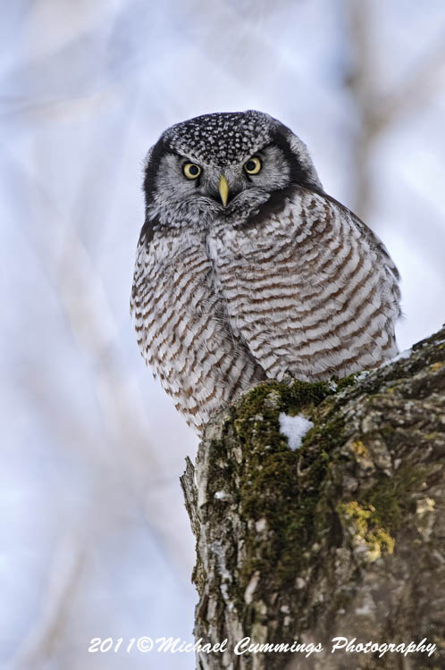 owls