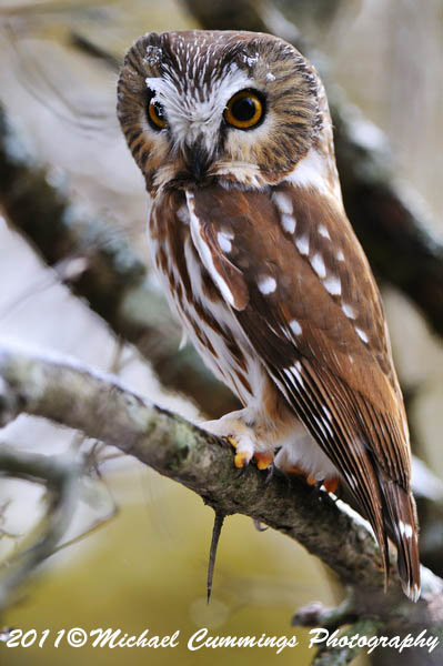 owls
