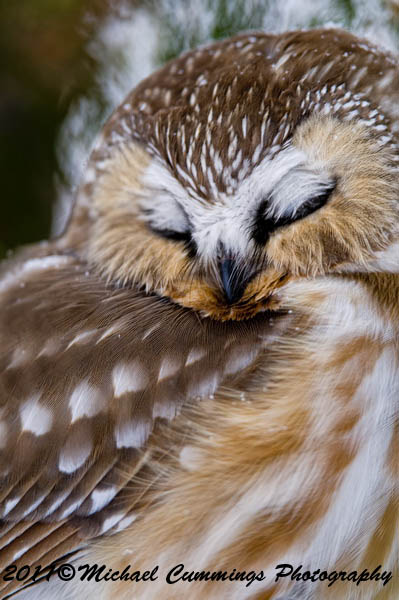 owls