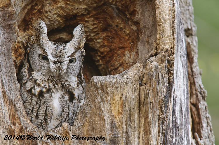 owls