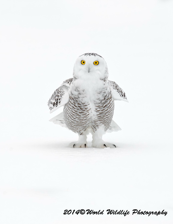 owls