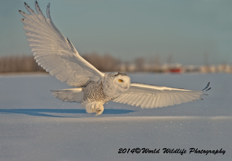 owls