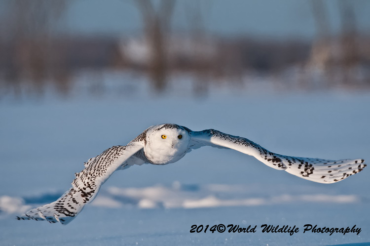 owls