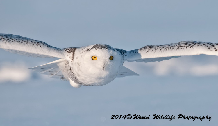 owls