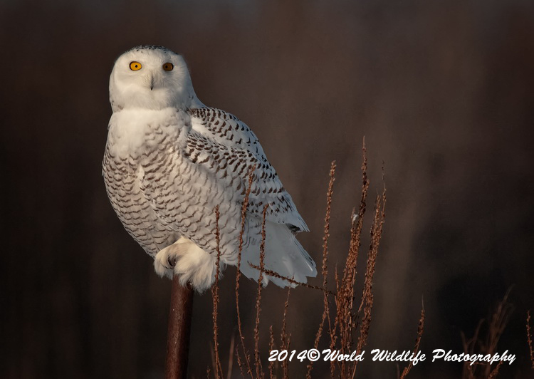 owls