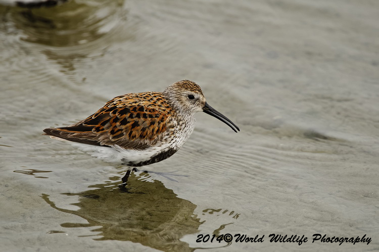 Shore Birds