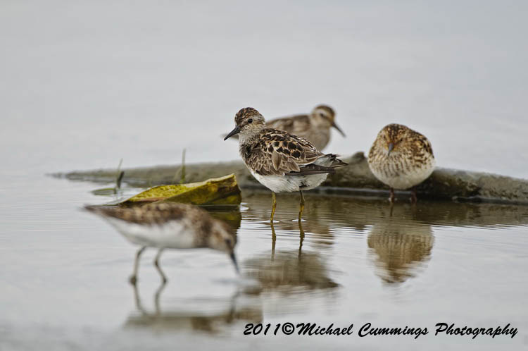 Shore Birds