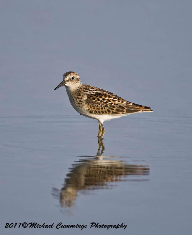 Shore Birds