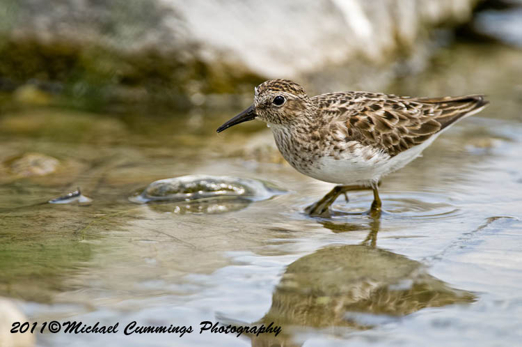 Shore Birds