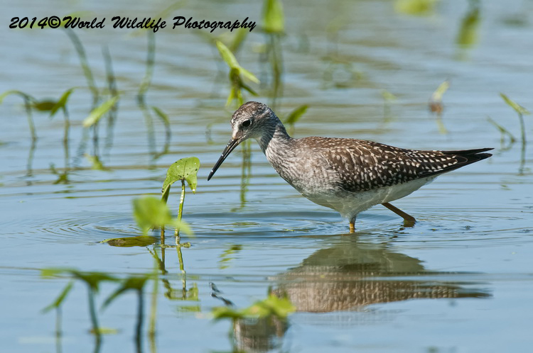 Shore Birds