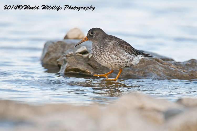 Shore Birds