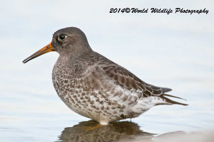 Shore Birds